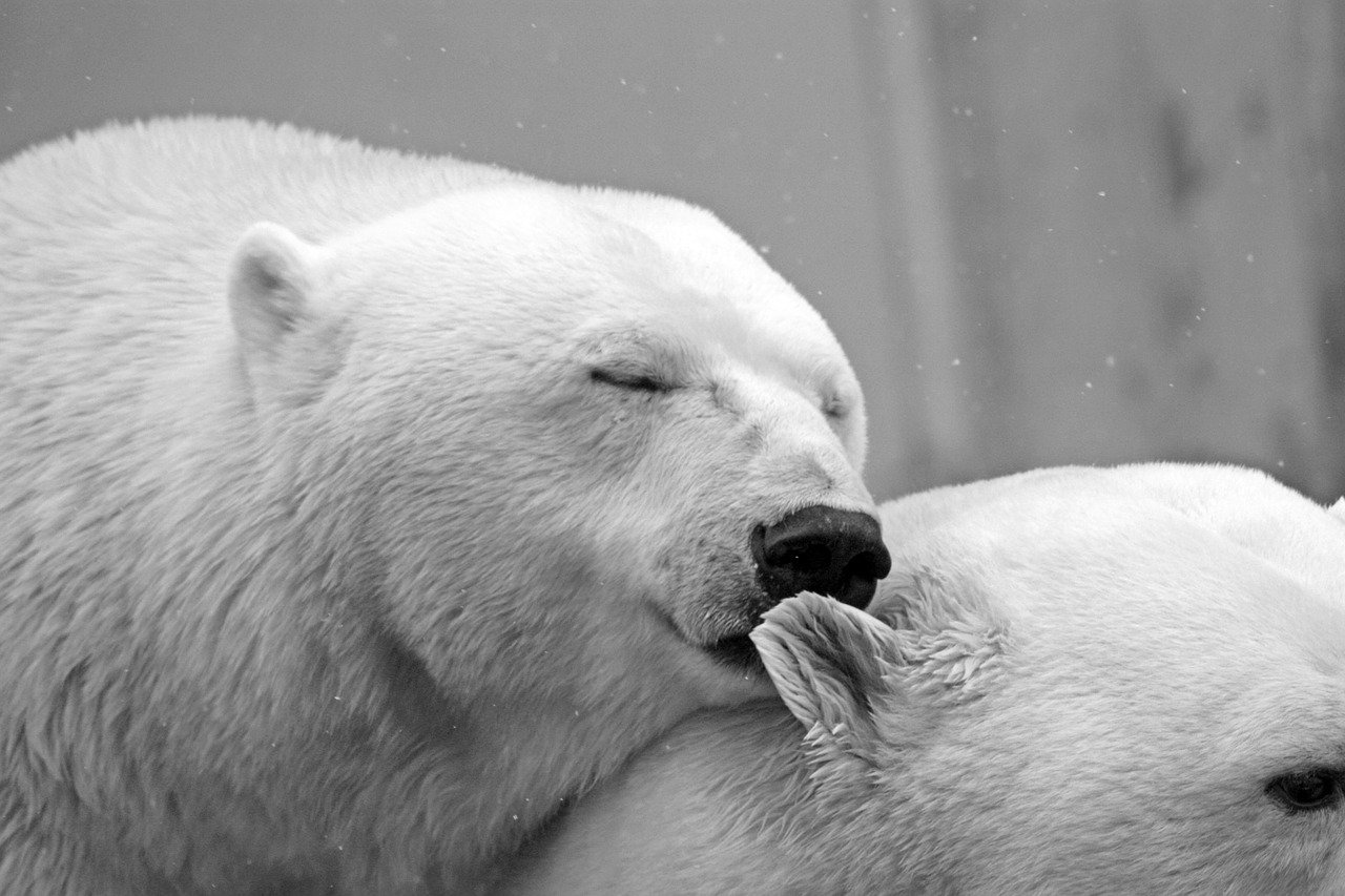 polar bear, bear, animals